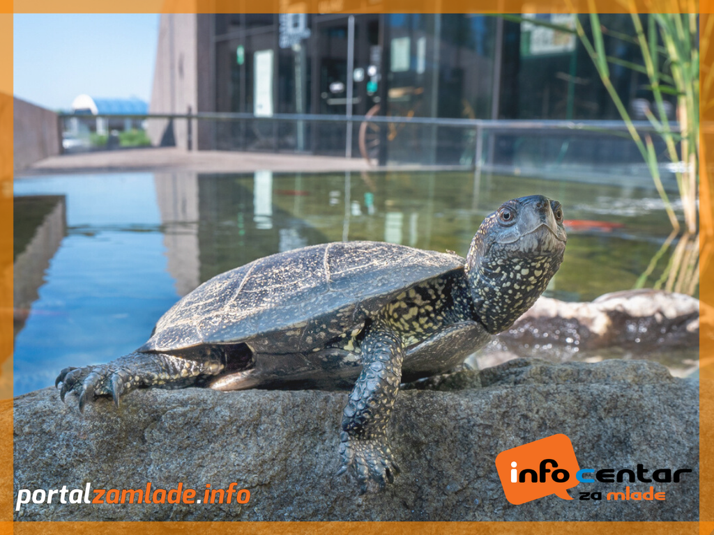 svjetski dan kornjača 2020